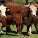 Какво порода крави е най-високо продуктивни, неговите тегло и растеж характеристики
