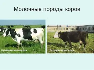 Какво порода крави е най-високо продуктивни, неговите тегло и растеж характеристики