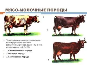 Какво порода крави е най-високо продуктивни, неговите тегло и растеж характеристики