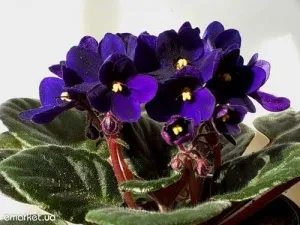 Cum să crească rapid violet varietate