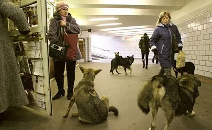 Mivel kóbor kutyák alkalmazkodtak a moszkvai metró