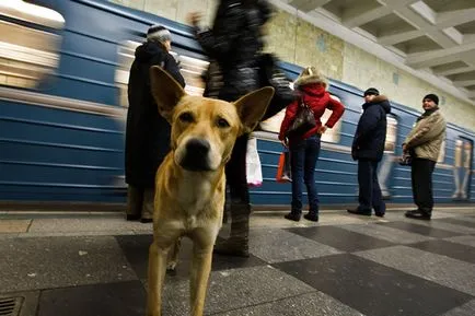 Mivel kóbor kutyák alkalmazkodtak a moszkvai metró