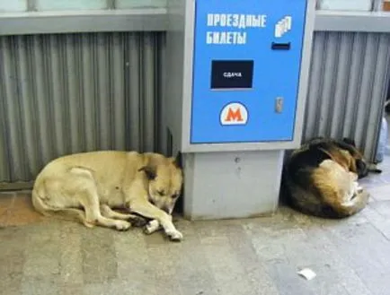 Mivel kóbor kutyák alkalmazkodtak a moszkvai metró