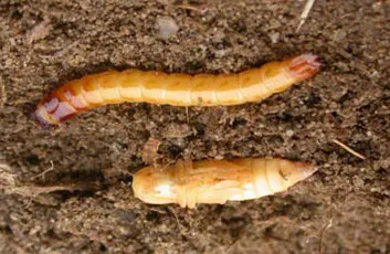 Как да се отървем от wireworm