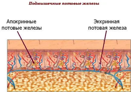 Как да се отървете от миризмата на пот под мишниците и дали може да има причина за заболявания на вътрешните органи