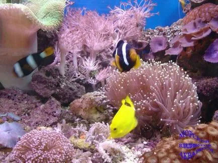 Ce tipuri de corali sunt periculoase pentru om