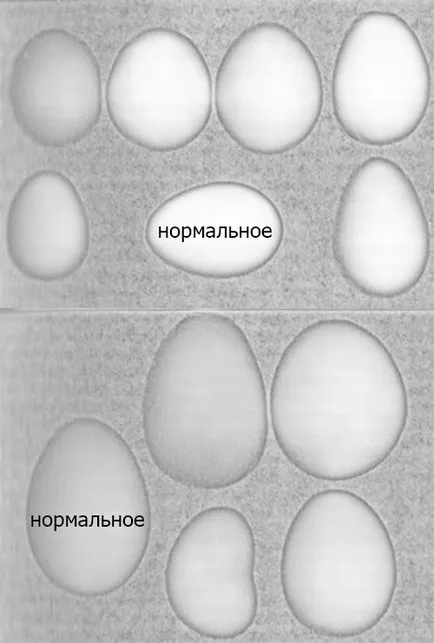 Чиито яйца са пиле - отглеждане и пилета - животновъдство