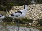 Cum ar trebui să tratăm natura