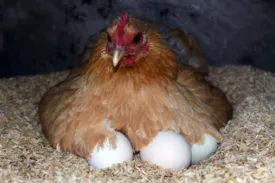 Mivel a csirke, hogy üljön a keltetőtojások ötleteket, tanácsokat és lépésről lépésre (videó)