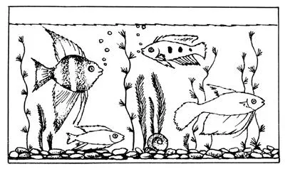 Hogyan kell felhívni a ceruzát szakaszában az akváriumi halak számára - hogyan kell felhívni, hogyan kell felhívni a tengerfenék
