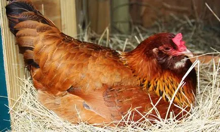 Mivel a csirke, hogy üljön a keltetőtojások ötleteket, tanácsokat és lépésről lépésre (videó)