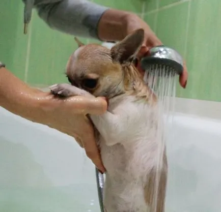 Как да се къпят с чихуахуа