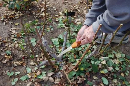 Ca îngrijire toamna pentru trandafiri în grădină