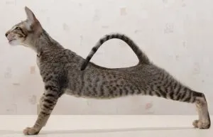 Hogyan lehet mozgatni a macska, a macska Assistant