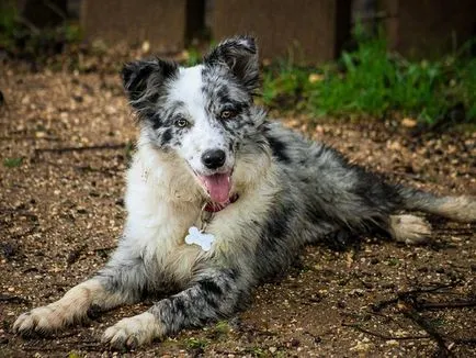 Hogyan válasszuk ki a kölyök collie