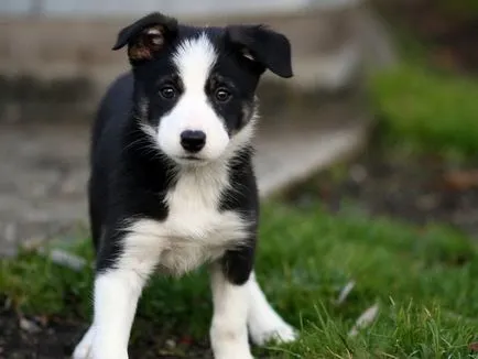 Cum de a alege un Collie catelus