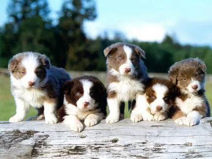 Cum de a alege un Collie catelus