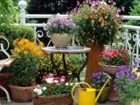 Как да пропагандира люлякови цветя в градината (имения)