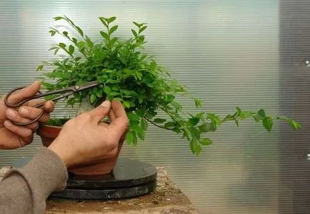 Cum să taie Ficus sfaturi cameră florar