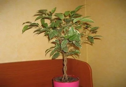 Cum să taie Ficus sfaturi cameră florar