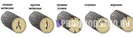 Как да разпознаем нискокачествена дървесина от плантациите с формата на метода на проби на индивидуално данъчно облагане