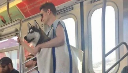 Hogyan szállítható egy kutya a metró, és nem szakította meg a szabályokat, hobbi