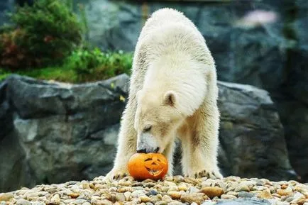 Cum a fost animalele de Halloween