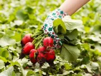 Как да се съберат реколтата с 2 единични легла за сезона, градинар (имение)