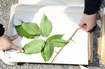 Hogyan gyűjtésére, tárolására és végrehajtja a herbáriumi levél