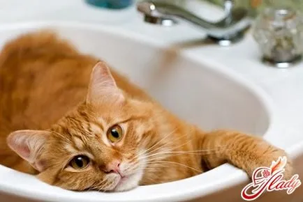 Hogyan lehet eltávolítani a szag macska vizelet