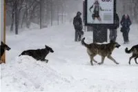 Cum să se comporte atunci când întâlnirea cu un pachet de câini vagabonzi, întrebare-răspuns, AMF Kamchatka