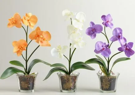 Hogyan törődik orchidea otthon a megfelelő ellátást és a szervátültetés