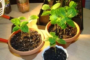 Cum să crească un șirag de mărgele de os în plantele de origine magice