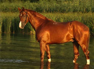 Ca caracteristici de bază cai caracterizati costum și ce caracteristici lor, culori