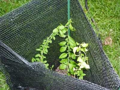 Cum să crească fructe de padure Goji în zona lor