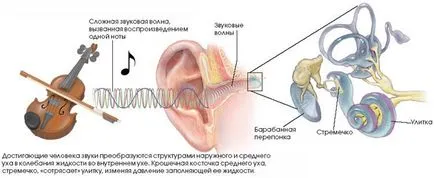 Cum sunetul și zgomotul de pe Monitorul de miere corpului uman - articol despre medicină