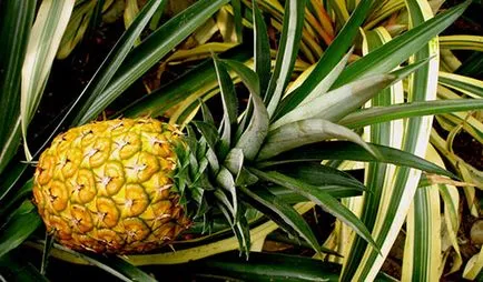 Hogyan növekszik ananász otthon