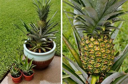 Как да расте ананас у дома