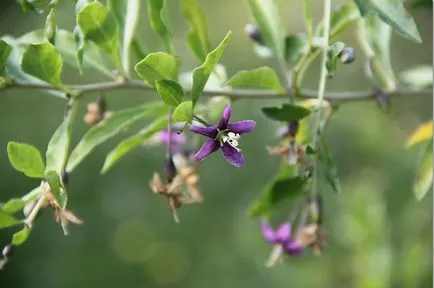 Cum să crească fructe de padure Goji în zona lor