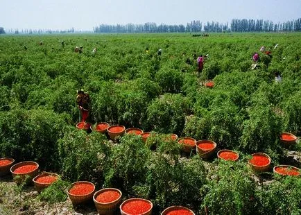 Cum să crească fructe de padure Goji în zona lor