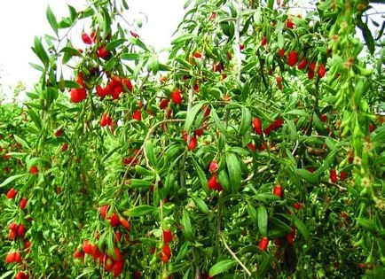 Cum să crească fructe de padure Goji în zona lor