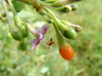 Cum să crească fructe de padure Goji în zona lor