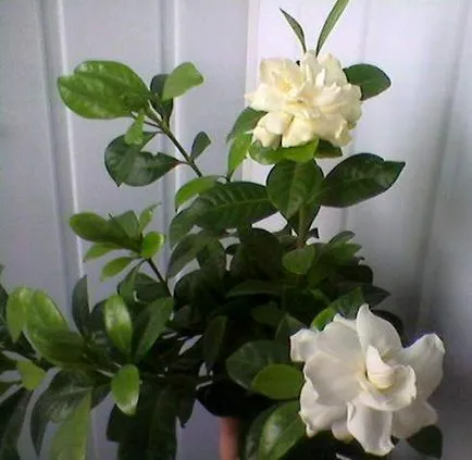 Cum de a vindeca Gardenia cloroza, Gardenia