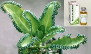 Kalanchoe gyomorhurut vagy csodaszer gyomor