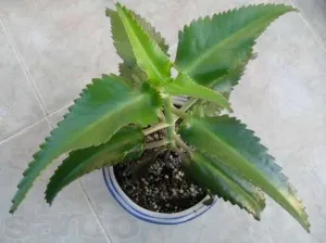 Kalanchoe gyomorhurut vagy csodaszer gyomor