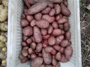 Cartofi „Bellarosa“ descriere a soiului, fotografie, recenzii