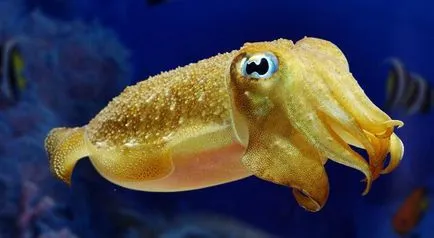 Tintahal - ez cephalopod leírás, életmód és táplálkozás