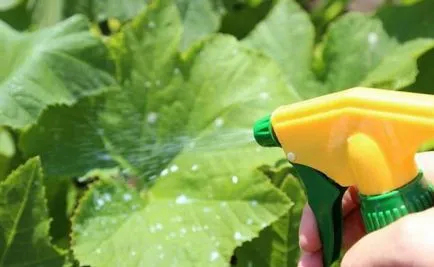 Как да защитим краставица срещу болести и вредители