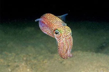 Tintahal - ez cephalopod leírás, életmód és táplálkozás