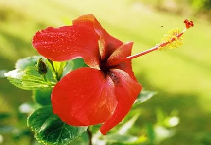 Hibiscus - proprietăți utile de Hibiscus - Hibiscus aplicații în medicină